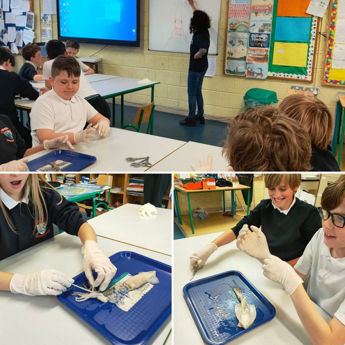 SMoycullen's tweet photo. Míle buíochas do Maria as an @GalwayAquarium le haghaidh an gceardlann iontach faoi #Squid. Bhain Rang 5 an sult as!
Many thanks to Maria in the Atlantaquaria, Gaillimh for the wonderful workshop on Squid today. Rang 5 loved it!
#STEM #Squid #pdststem #lechéile https://t.co/apz6XraZu5