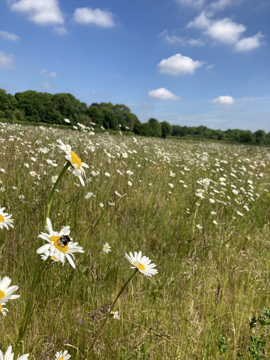 FarmViewUK's tweet photo. A big part of our work here on the farm is working in harmony with the environment. Here’s one of our guests taking a rest in one of our wildflower mixes #WorldEnvironmentDay2022 https://t.co/E761qLILR2