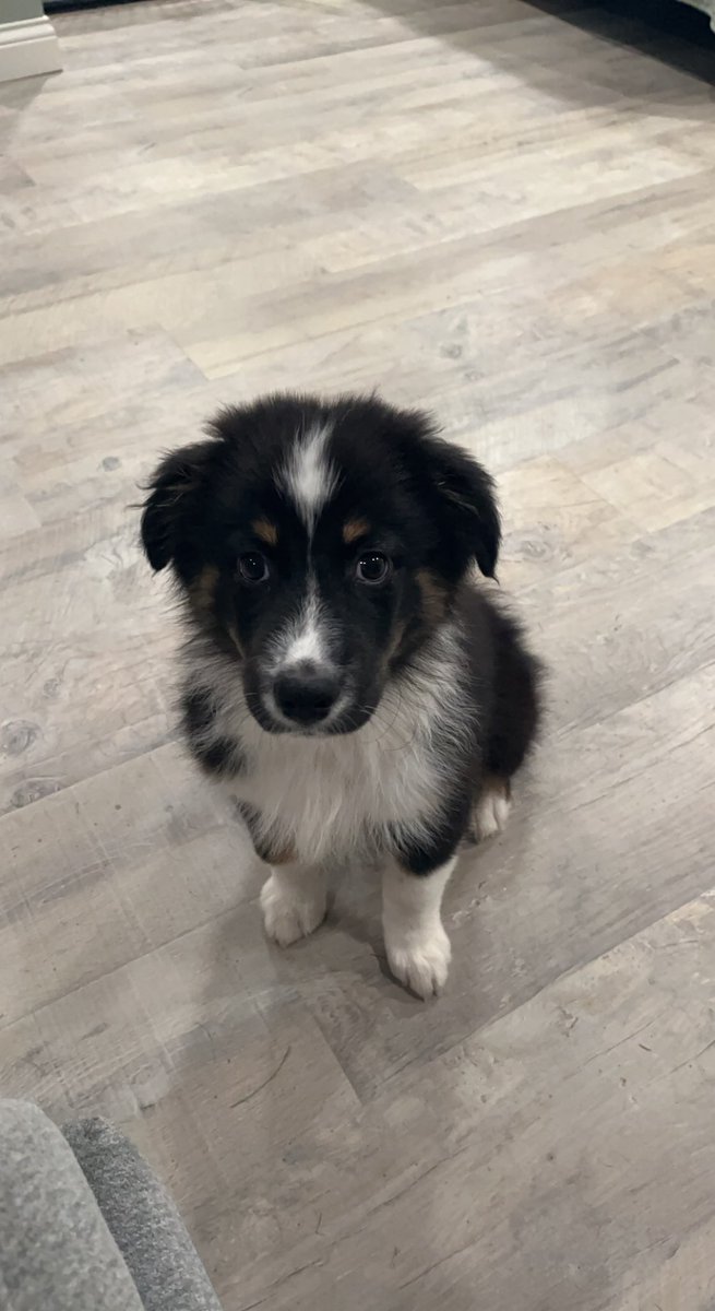 EarthToLilly's tweet image. My little shadow pup, how I love you so dearly 🥺