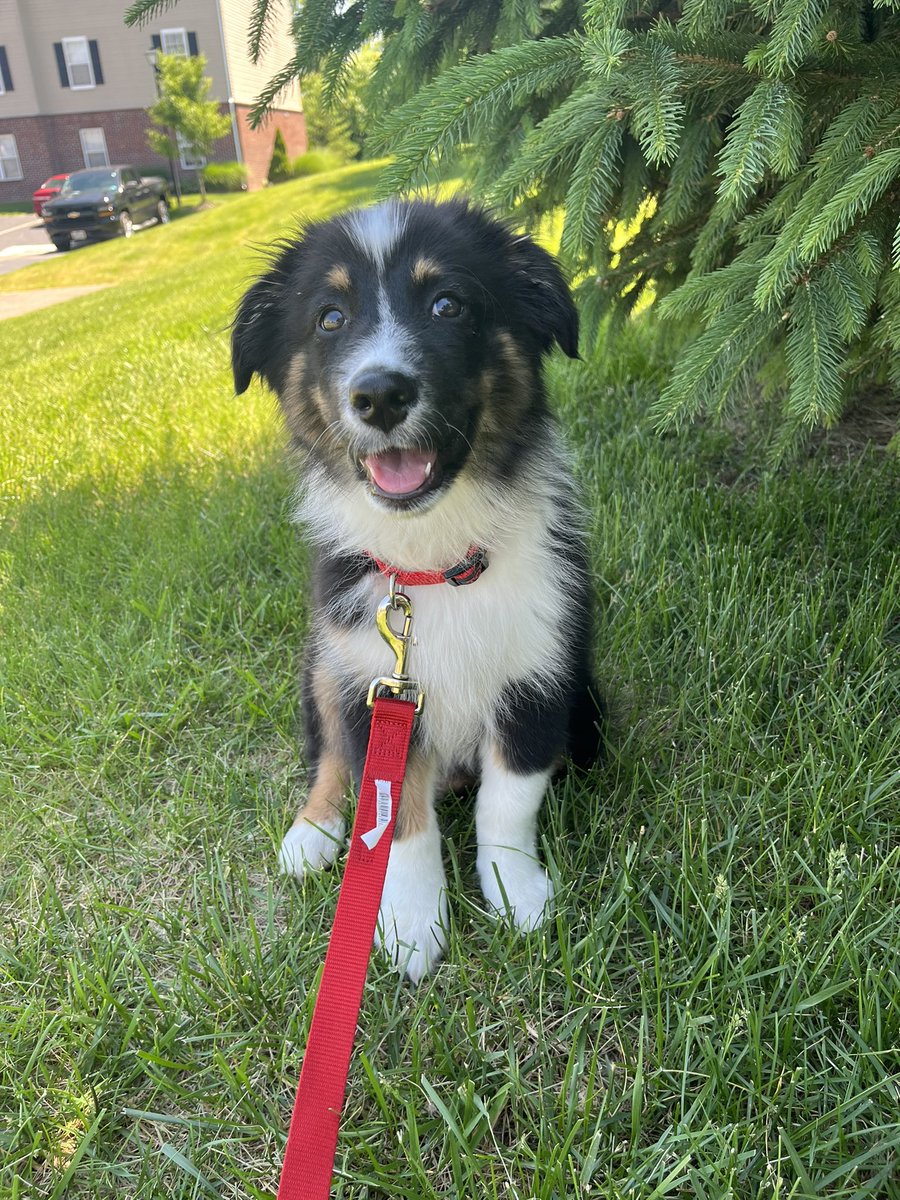 EarthToLilly's tweet image. My little shadow pup, how I love you so dearly 🥺