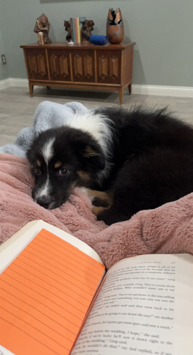 EarthToLilly's tweet image. My little shadow pup, how I love you so dearly 🥺