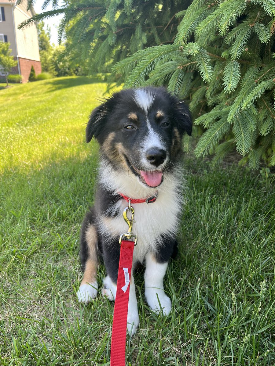 EarthToLilly's tweet image. My little shadow pup, how I love you so dearly 🥺