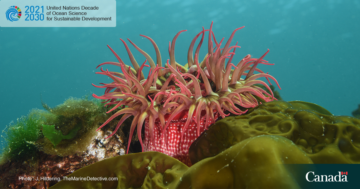 We’re celebrating 9 Canada-led #OceanDecade projects that are endorsed by the <a href="/IocUnesco/">UNESCO Ocean</a> allowing the information collected by our partners to contribute to global science efforts.

Learn more: ow.ly/sil150JsJev
#WorldOceansDay