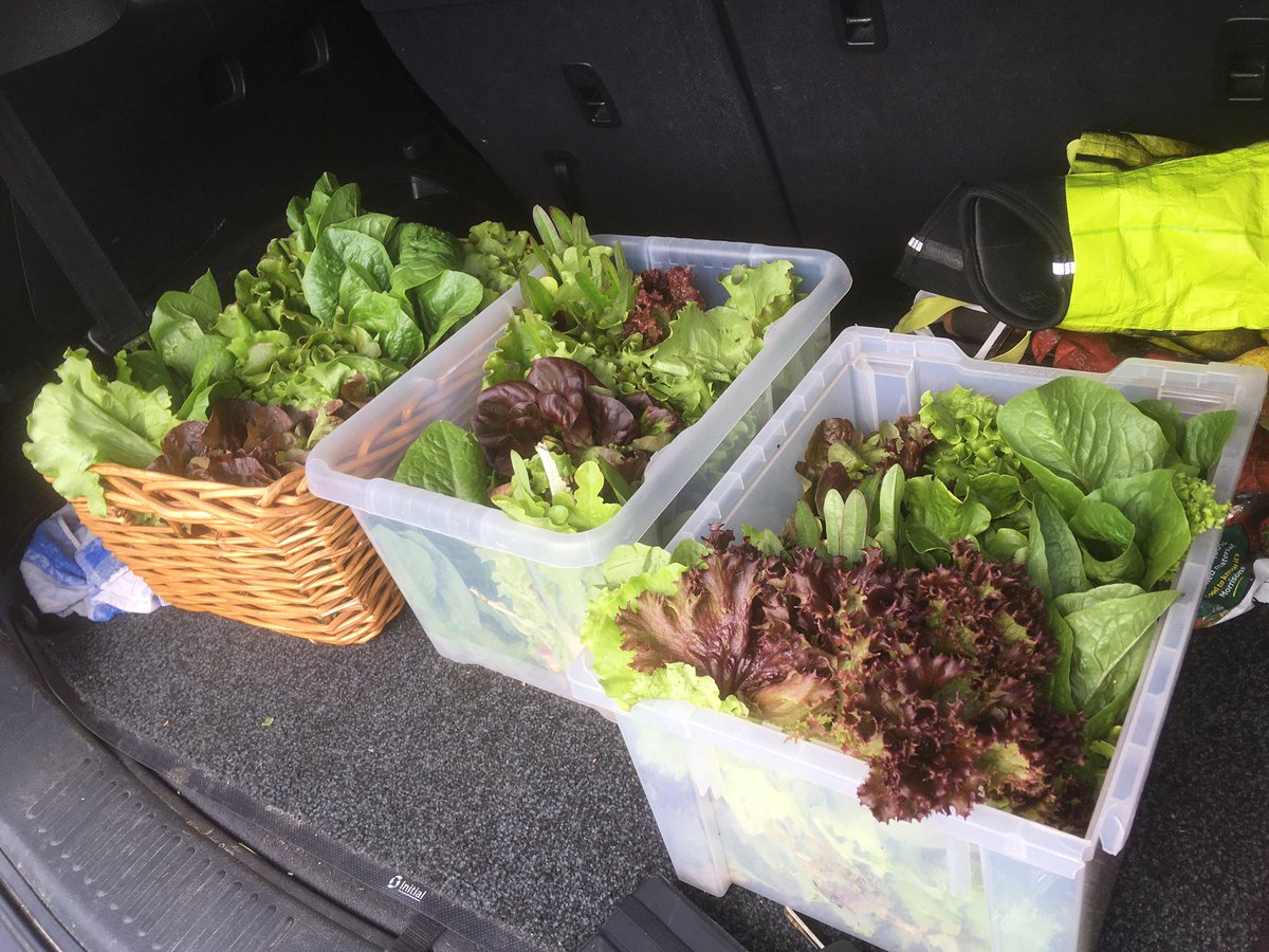 PaulaWarrener's tweet photo. @FourfieldsSc was pleased to donate lettuce grown by Kingfishers, Hares and Barn Owls classes to the Yaxley Community Fridge this morning.👩🏼‍🌾@RHSSchools @SustainablePECT https://t.co/vHfjFhPLB0