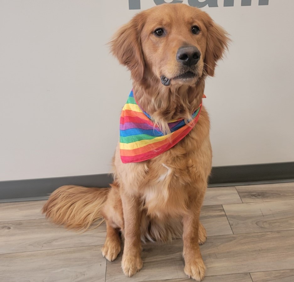 Happy Pride Month from our greatest companions to yours! #VCAPets