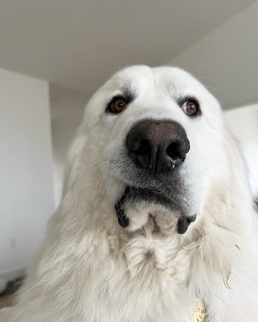 This is Olaf. He just saw you pour milk into the bowl before the cereal. Thinks a little bit differently of you now. 13/10