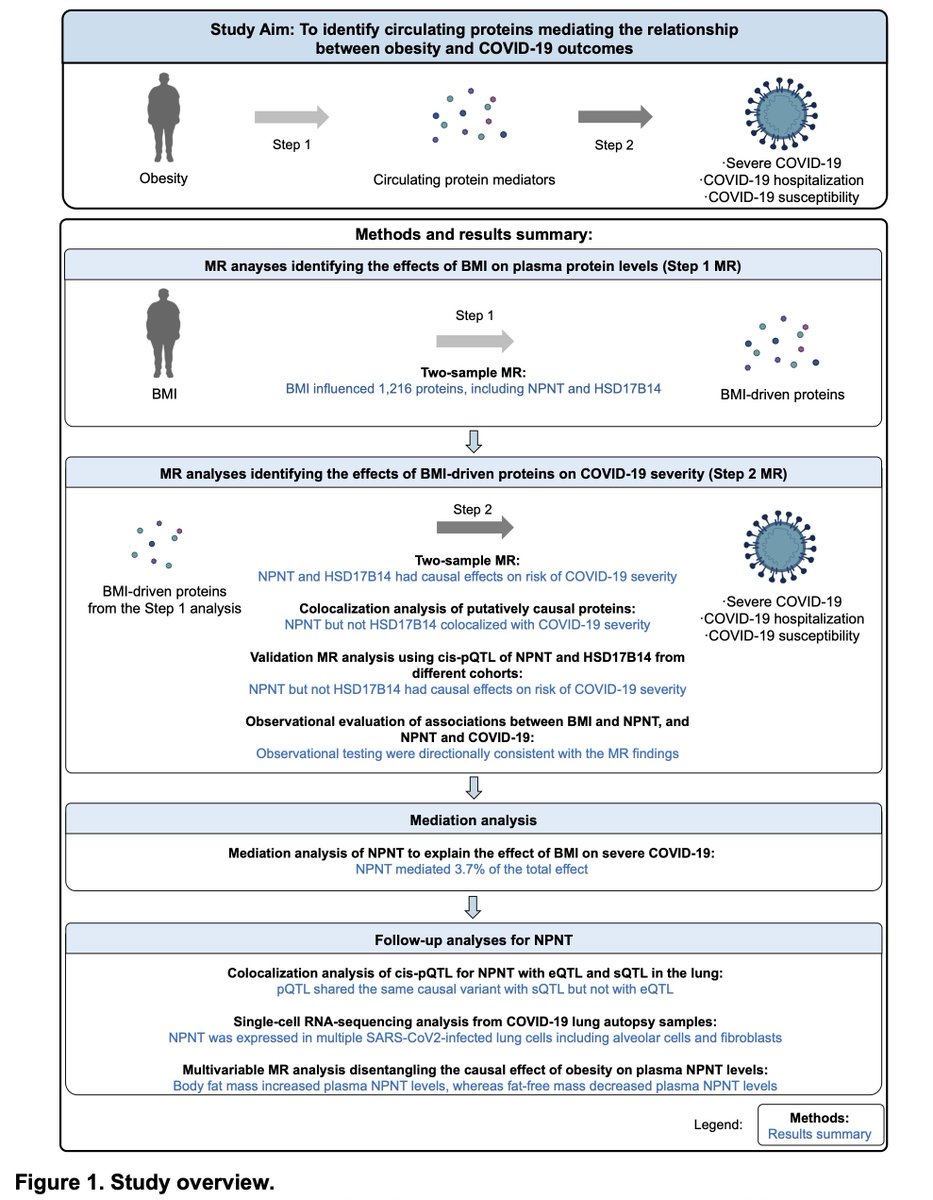 Satoshi Yoshiji (@satoshiyoshiji) on Twitter photo I am excited to share our preprint with
<a href="/BrentRichards19/">brent richards</a>!
We used Proteome-wide Mendelian randomization, colocalization, mediation analysis, and scRNA-seq to identify nephronectin as an actionable mediator of the effect of obesity on COVID-19 severity.
medrxiv.org/content/10.110… I am excited to share our preprint with
<a href="/BrentRichards19/">brent richards</a>!
We used Proteome-wide Mendelian randomization, colocalization, mediation analysis, and scRNA-seq to identify nephronectin as an actionable mediator of the effect of obesity on COVID-19 severity.
medrxiv.org/content/10.110…
