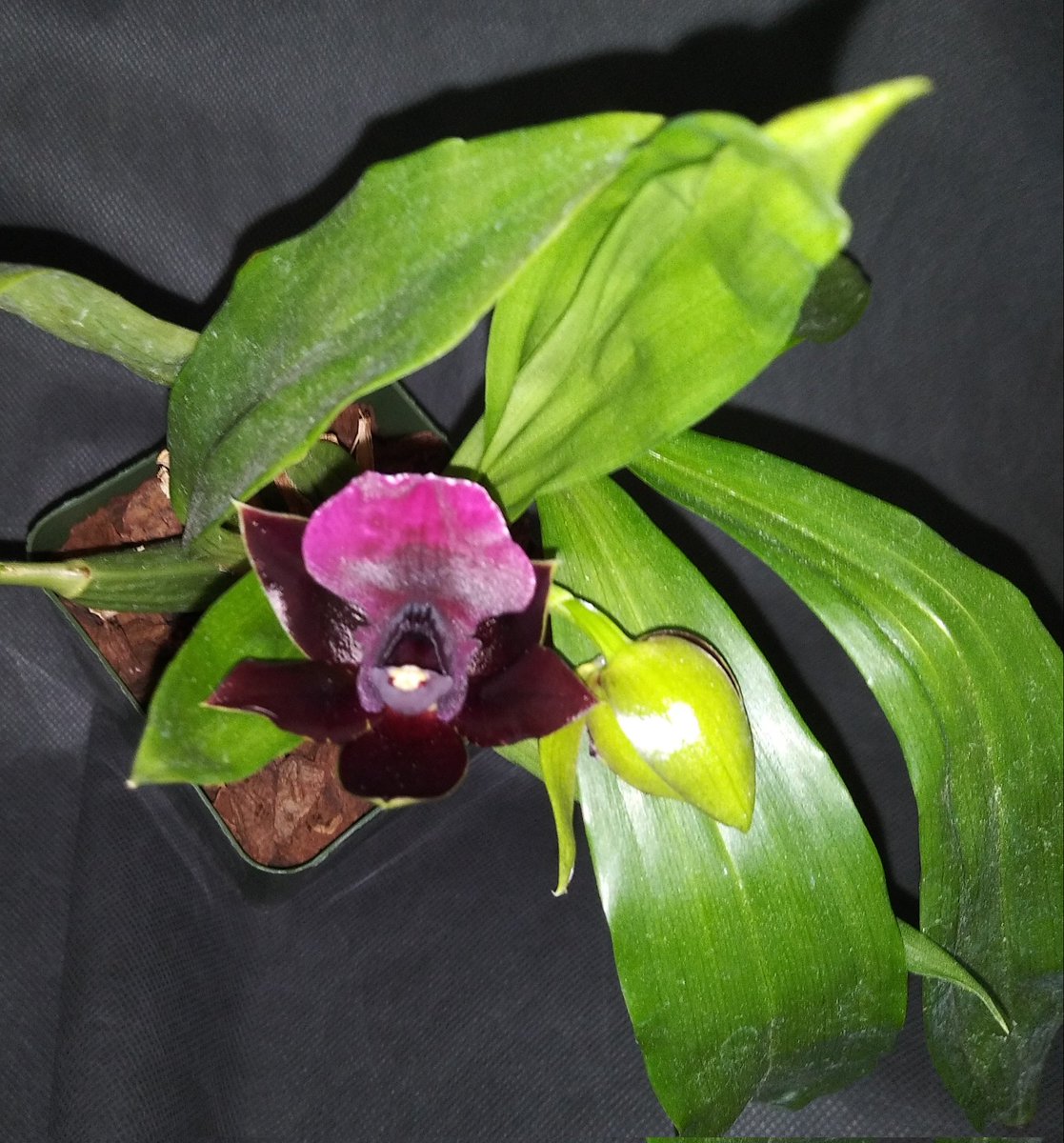 PetrovichBilly's tweet photo. Propetalum La Jolla Delight 'HOF' AM/AOS #BloomageReport ππ#ClubZygo #Intergeneric #Orchid https://t.co/aGdra7bTlD