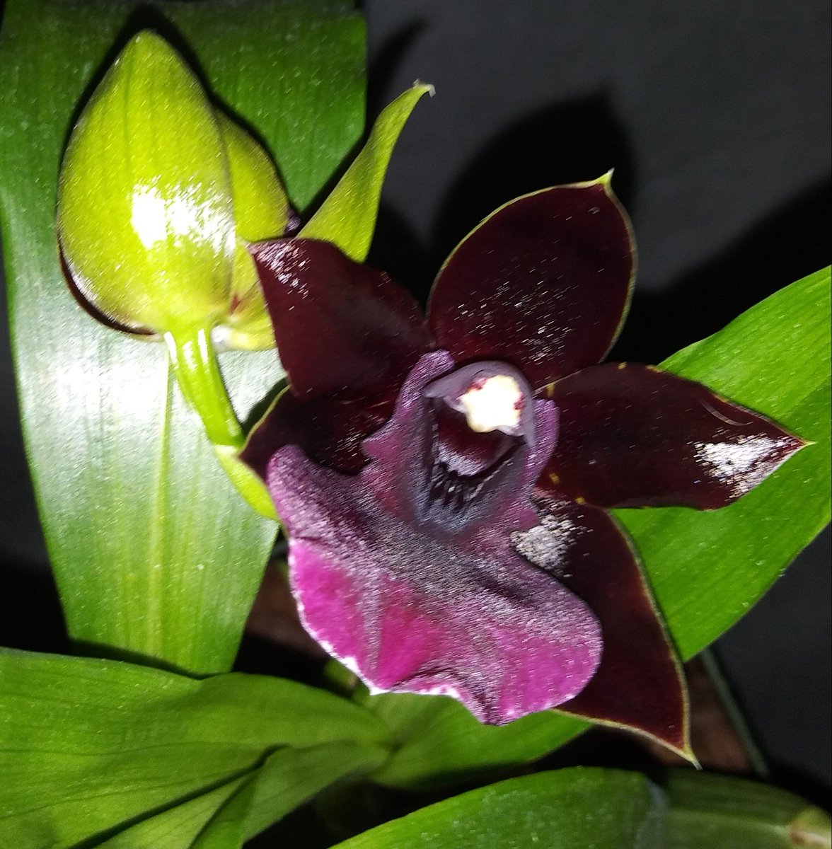 PetrovichBilly's tweet photo. Propetalum La Jolla Delight 'HOF' AM/AOS #BloomageReport ππ#ClubZygo #Intergeneric #Orchid https://t.co/aGdra7bTlD