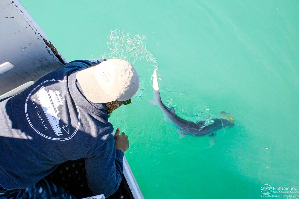 Amani Webber-Schultz tweet media