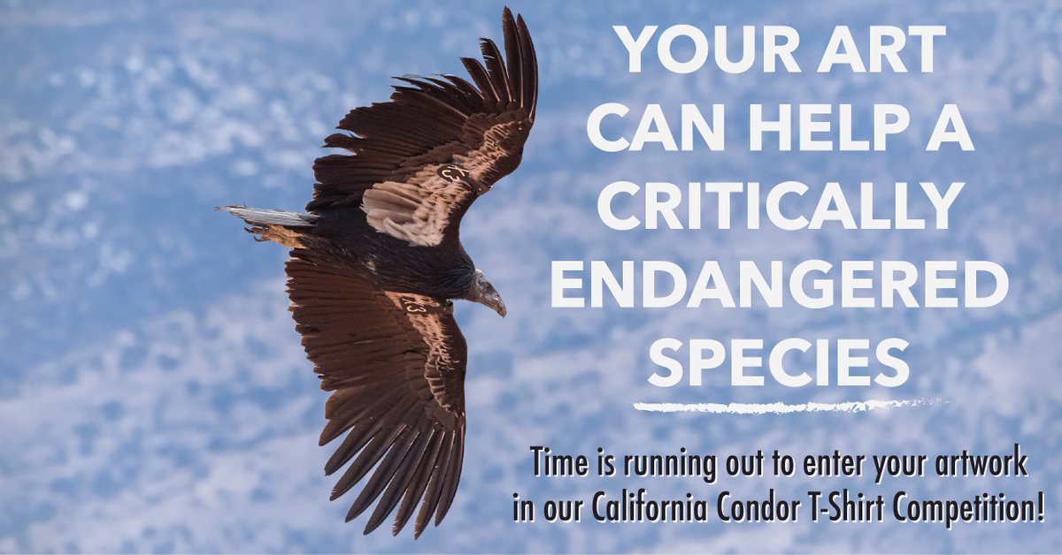 Sometimes conservation is a work of art. Submit a design for our California Condor T-Shirt Design Competition! The winning design will be printed on t-shirts that benefit our mission to save condors. Submit your work here tinyurl.com/ymkc2byaby June 15. #CaliforniaCondor