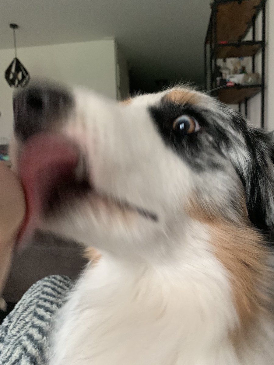 Aussiekko tweet media