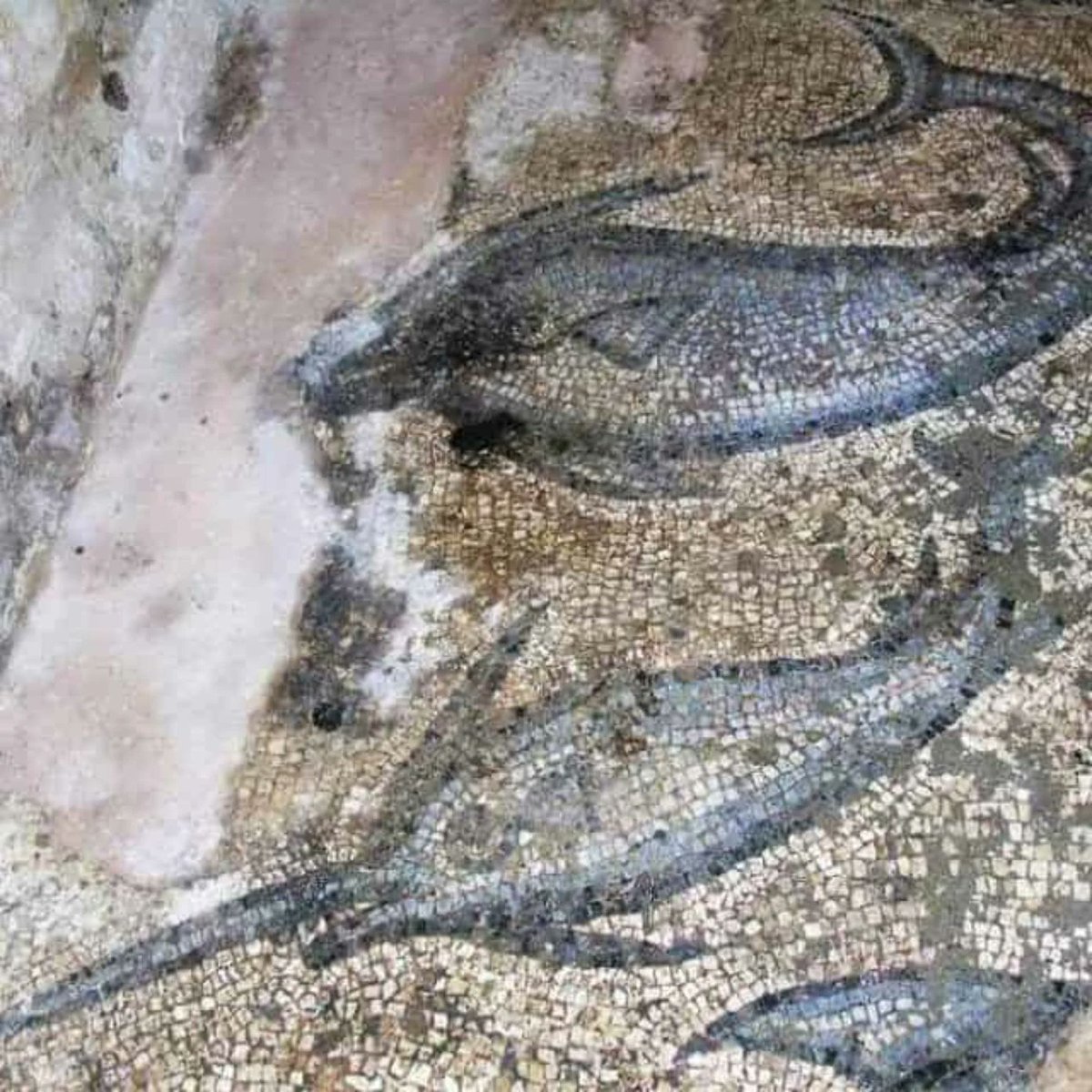 Sarah404BC's tweet image. The Ancient Greek Fisherman and His Astonishing Villa Mosaics 

#Phainos was the most famous fisherman of his time who lived in C2nd AD in the ancient Greek city of #Halicarnassus

greekreporter.com/2022/06/08/arc…
