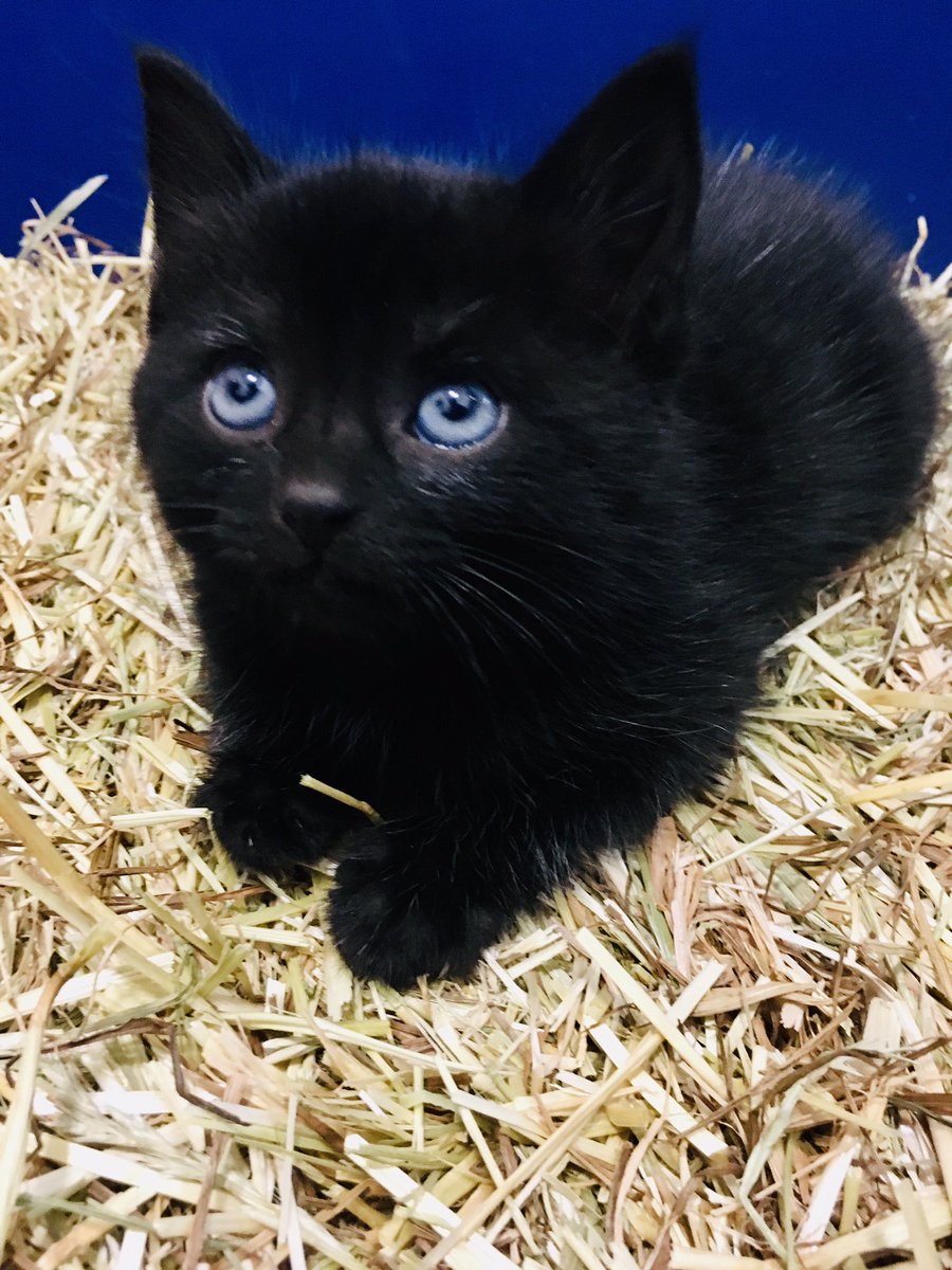 pamelaperl's tweet photo. Meet Stella, companion to Morris who I introduced yesterday π»
#studkitten
#CatsOfTwitter
#mousepatrol https://t.co/dozAk45KBN