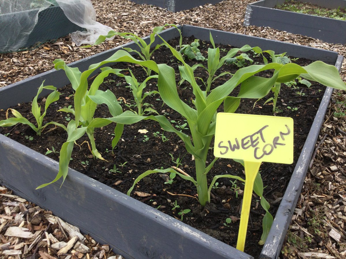 MayflowerPSch's tweet photo. Our Green Influencers harvested the Broad Bean crop this week and handed the baton on to Cooking Club.
We're very excited about the developments in the Carrot Bath, with our companion planting!
We're also super keen to pick the fresh sweetcorn in the autumn!
#ForkToFork https://t.co/AXQKGRA5jB