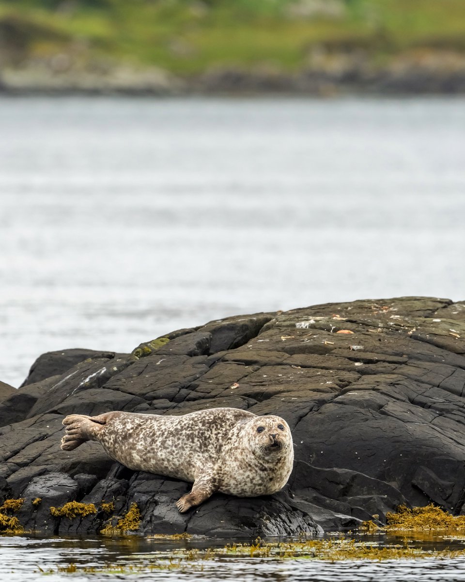 Harbour Seal after a very messy meal on the rocks 📷 

#earthcapture #springwatch #BBCWildlifePOTD <a href="/BBCEarth/">BBC Earth</a> <a href="/BBCSpringwatch/">BBC Springwatch</a> <a href="/WildlifeTrusts/">The Wildlife Trusts</a> <a href="/ScotWildlife/">Scottish Wildlife Trust</a> <a href="/nature_scot/">Former NatureScot account</a> <a href="/Natures_Voice/">RSPB</a> <a href="/VisitScotland/">VisitScotland</a> <a href="/UKNikon/">Nikon UK & Ireland</a> 

instagram.com/p/CejR7B0q-hn/…