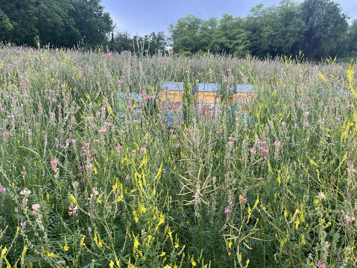 Happy bees