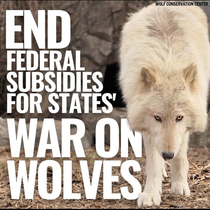 GuaciraRibeiro's tweet image. 4 million animals killed by Wildlife Services ON PUBLIC LANDS. SHAME!!! #RelistWolves #StopKillingPredators @SenateDems @HouseDemocrats Please take action! #StandForWolves #RelistWolves