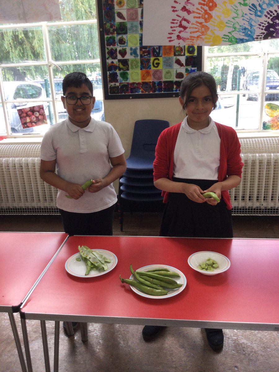 MayflowerPSch's tweet photo. The Broad Beans made it safely to Cooking Club where the children worked hard to pop all the beans out ready to make a Broad Bean Coconut Curry!
Watch this space!
#ForkToFork https://t.co/uPHql3mlx8