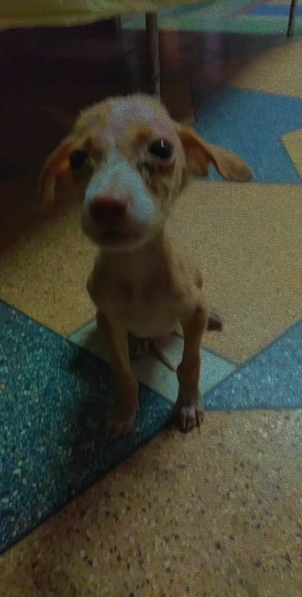 jopathimansha's tweet photo. 2month puppy for adoption 
please help me iam finding my parents . who will take care of me. @pfaindia 
contact no. 6350133599
address-umaid chowk near jaganath ji ki. hotel jodhpur, raj. https://t.co/E4OU1KlAvj
