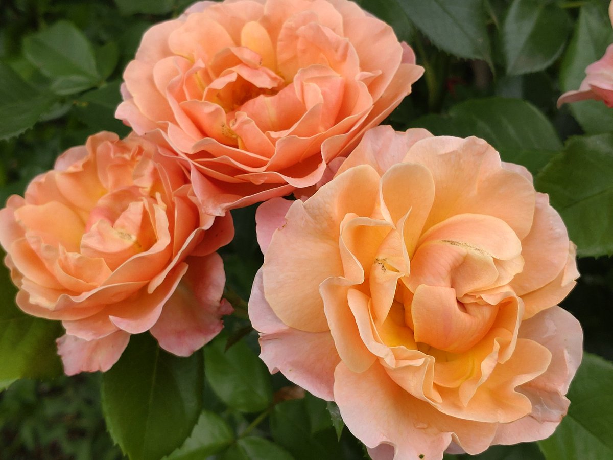 cheerssu's tweet photo. #RoseWednesday #rosecontent #June2022 in Mom's garden @StormHour @ThePhotoHour https://t.co/qbufUPZhaF