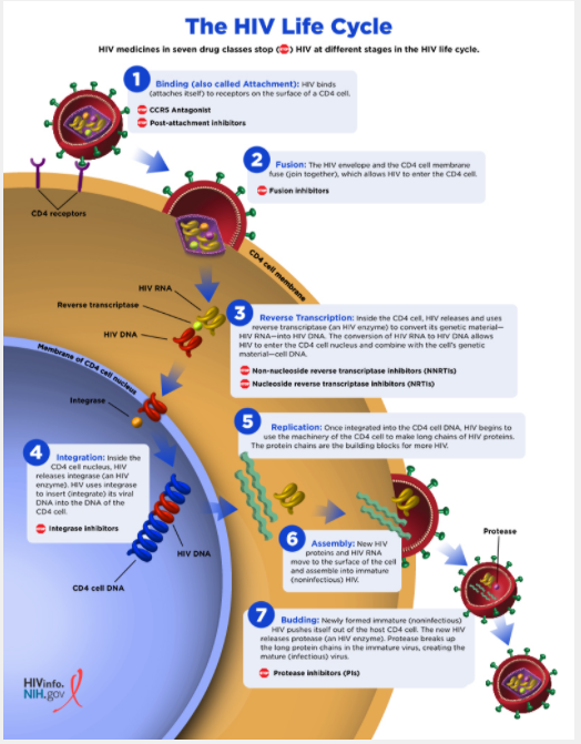 HIVinfo_NIH's tweet photo. HIV Life Cycle: Follow each stage in the HIV life cycle, as HIV attacks a CD4 cell and uses the machinery of the cell to multiply. https://t.co/Q1RSH5n9Dx https://t.co/wXDgqDmFKB