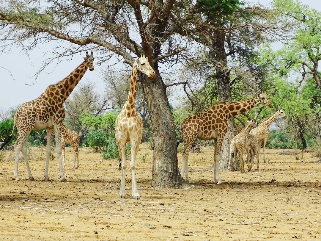 AsgnNiger's tweet photo. Poursuite du suivi écologique entrepris par l'ASGN. Quelques photos de 11 individus de girafes( dont 3 mâles et 3 girafons) vues aujourd'hui à Bangario baba  ( Commune rurale de Kiota).
#WorldGiraffeDay #worldgiraffeday2022 #Niger #girafe https://t.co/KmQmghNx6R