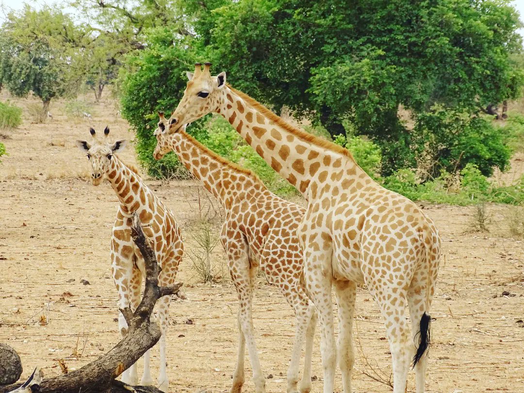 Poursuite du suivi écologique entrepris par l'ASGN. Quelques photos de 11 individus de girafes( dont 3 mâles et 3 girafons) vues aujourd'hui à Bangario baba  ( Commune rurale de Kiota).
#WorldGiraffeDay #worldgiraffeday2022 #Niger #girafe
