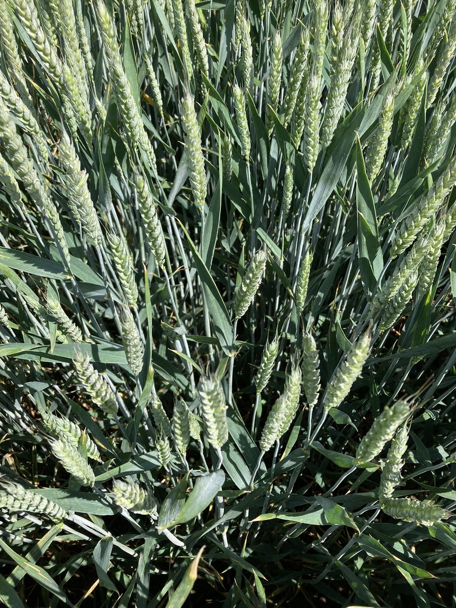 Mathew Barnes tweet media