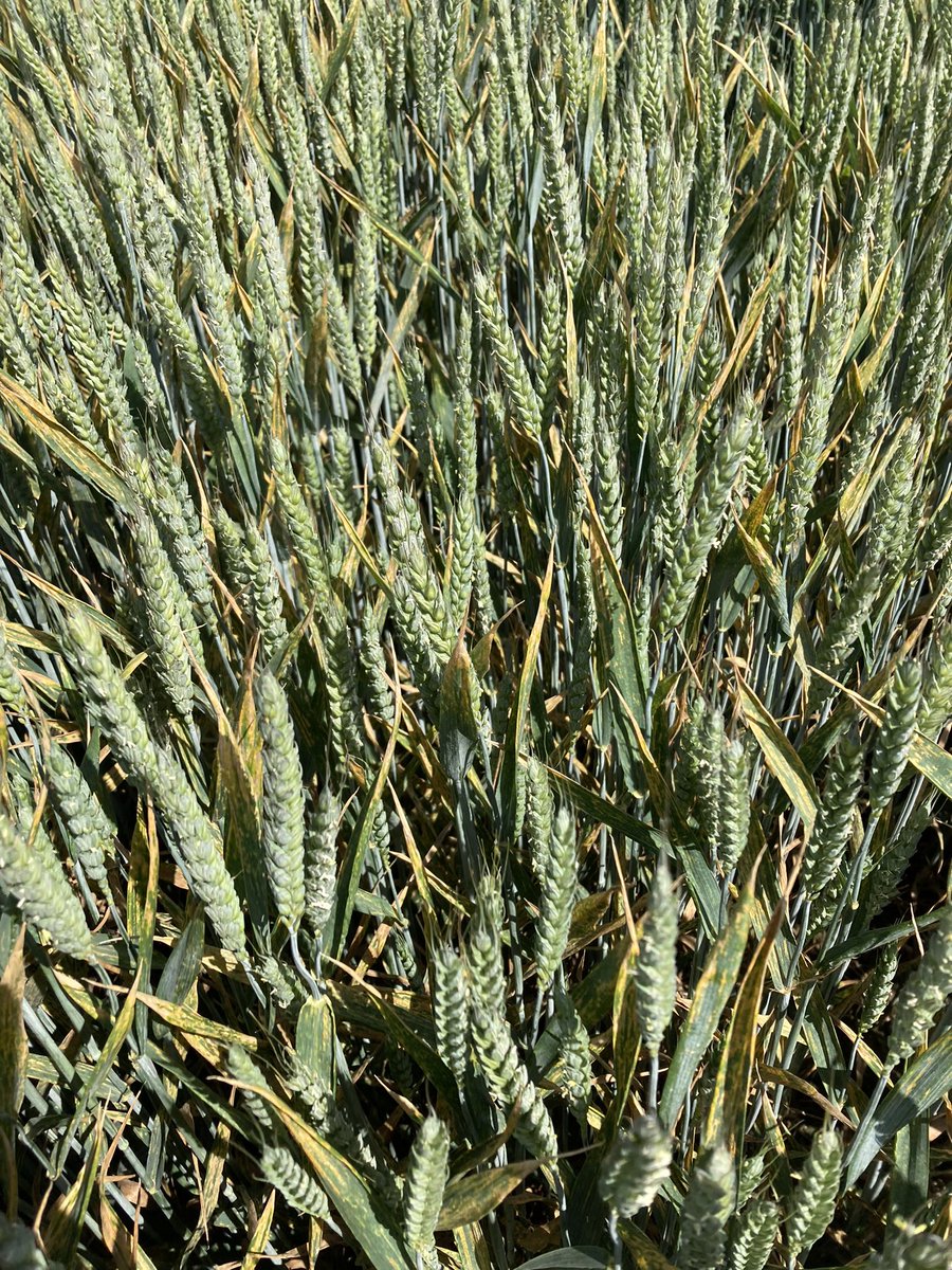 Mathew Barnes tweet media