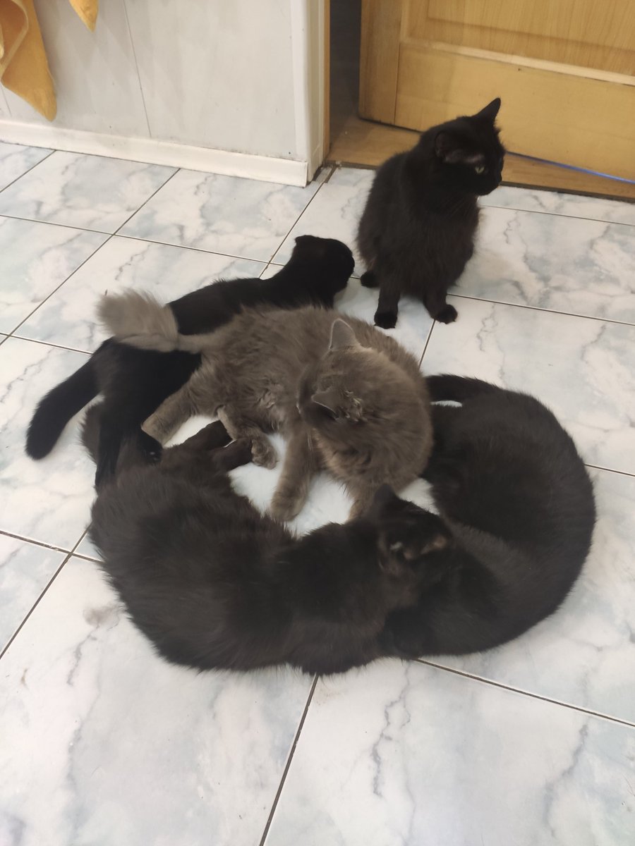 Это кошачий круг
Коты сейчас в восторге, я на диете и ем дофига печёных овощей, почти без соли, вот все коты обожают кабачки и помидоры
Короче, сезону овощей рады все