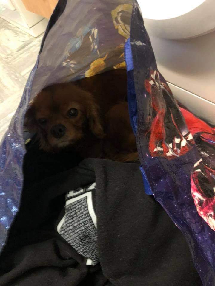 #WorldPetMemorialDay I will miss my Athena everyday, walking in to her having a seizure and not being able to do anything other then watch was awful. I sat almost the entire day just holding you on my kitchen floor. 😭😭😭