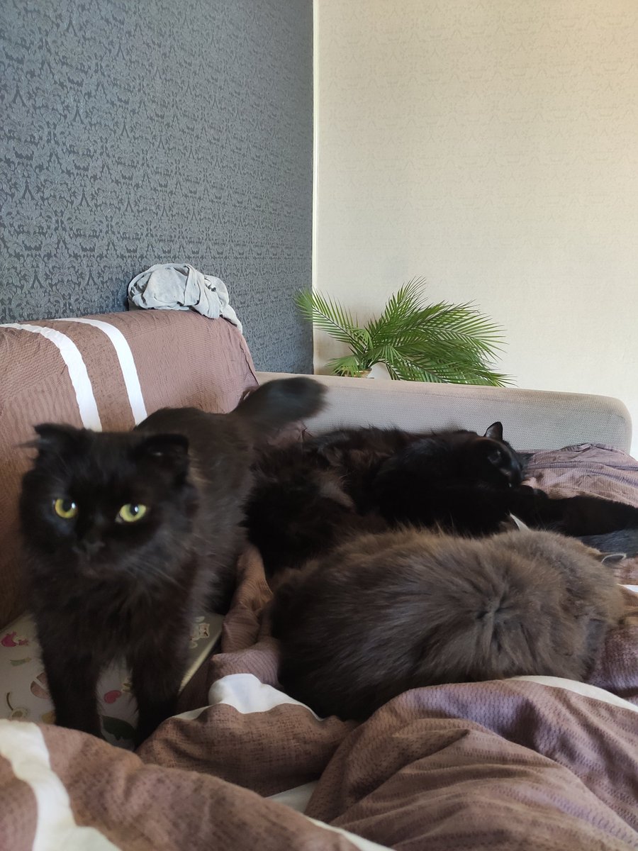 А так коты меня прессуют утром