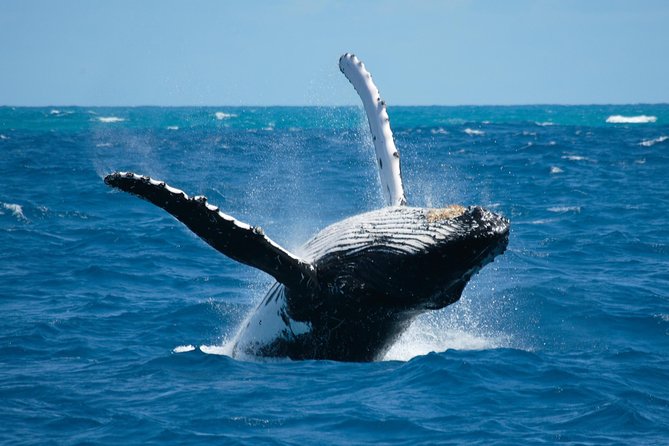 emberahotels's tweet photo. Enjoy staying on Isla Saboga and being able to go whale watching from June to September. Look at the hotels available on the island to have the best accommodation.

👉Contact us for more information
https://t.co/4vJUANQUo3

 #SabogaLodge #VillaNoelia #Whales #Sea #Panama https://t.co/8ZYymcLqTg