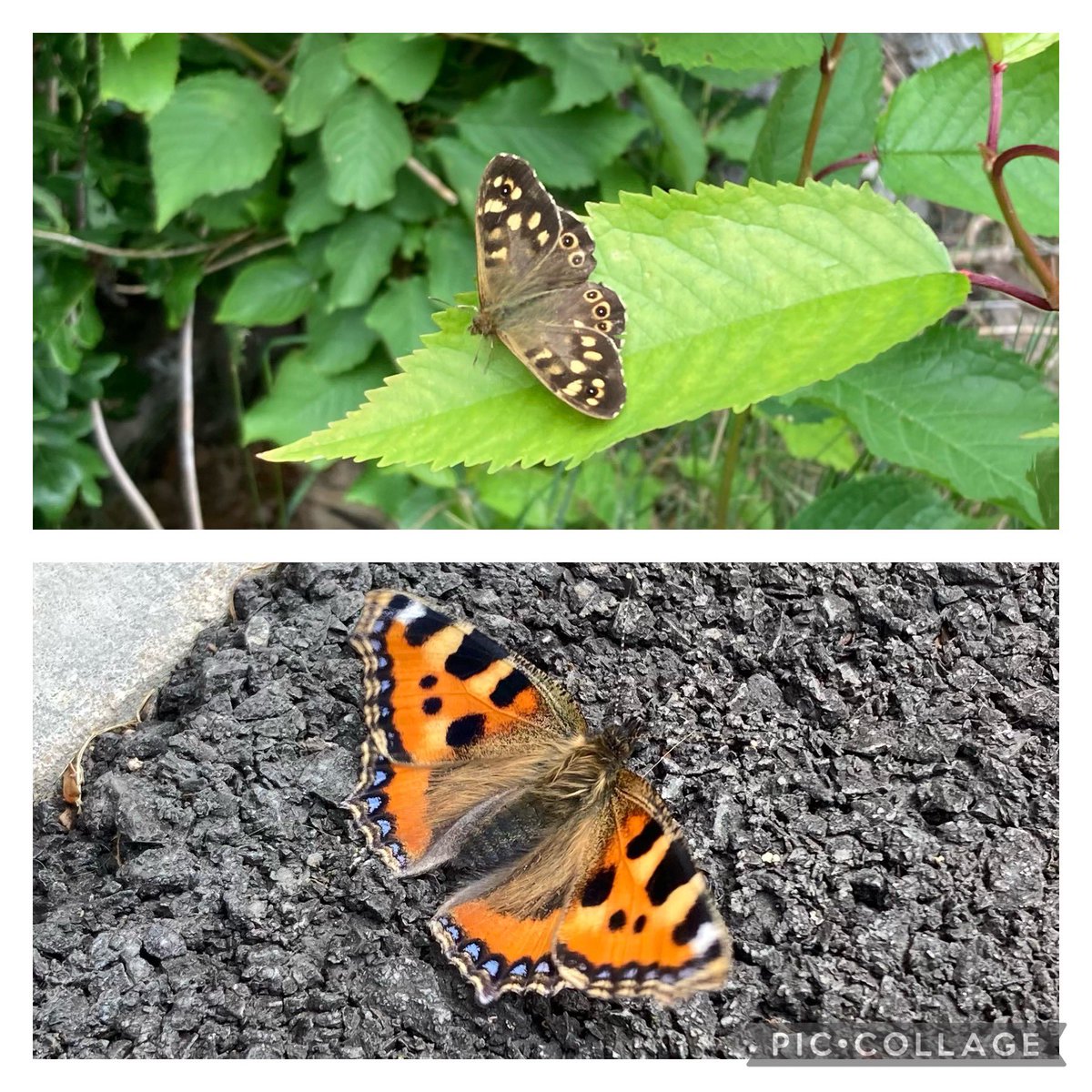 <a href="/HMC_School/">High Meadow Community School</a> Reception learning that butterflies taste their food through their feet… so we thought we’d give it a go 👣👣 Taste sensors at the ready!!! 
Whilst the sun was shining we also went looking for 🦋🦋🦋 
#forestschool #outdoorlearning #butterflies #nature #wildlife