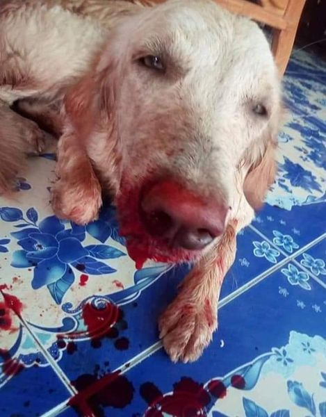 TheSoundOfAnim2's tweet image. Pepsi de l'enfer au paradis ...
Quand Michael l'a récupérée elle venait de se faire sauvagement agresser  ...😡
Après avoir passé quelques années au refuge, elle vit maintenant en France chez sa nouvelle famille depuis quelques mois ❤️
thesoundofanimals.fr