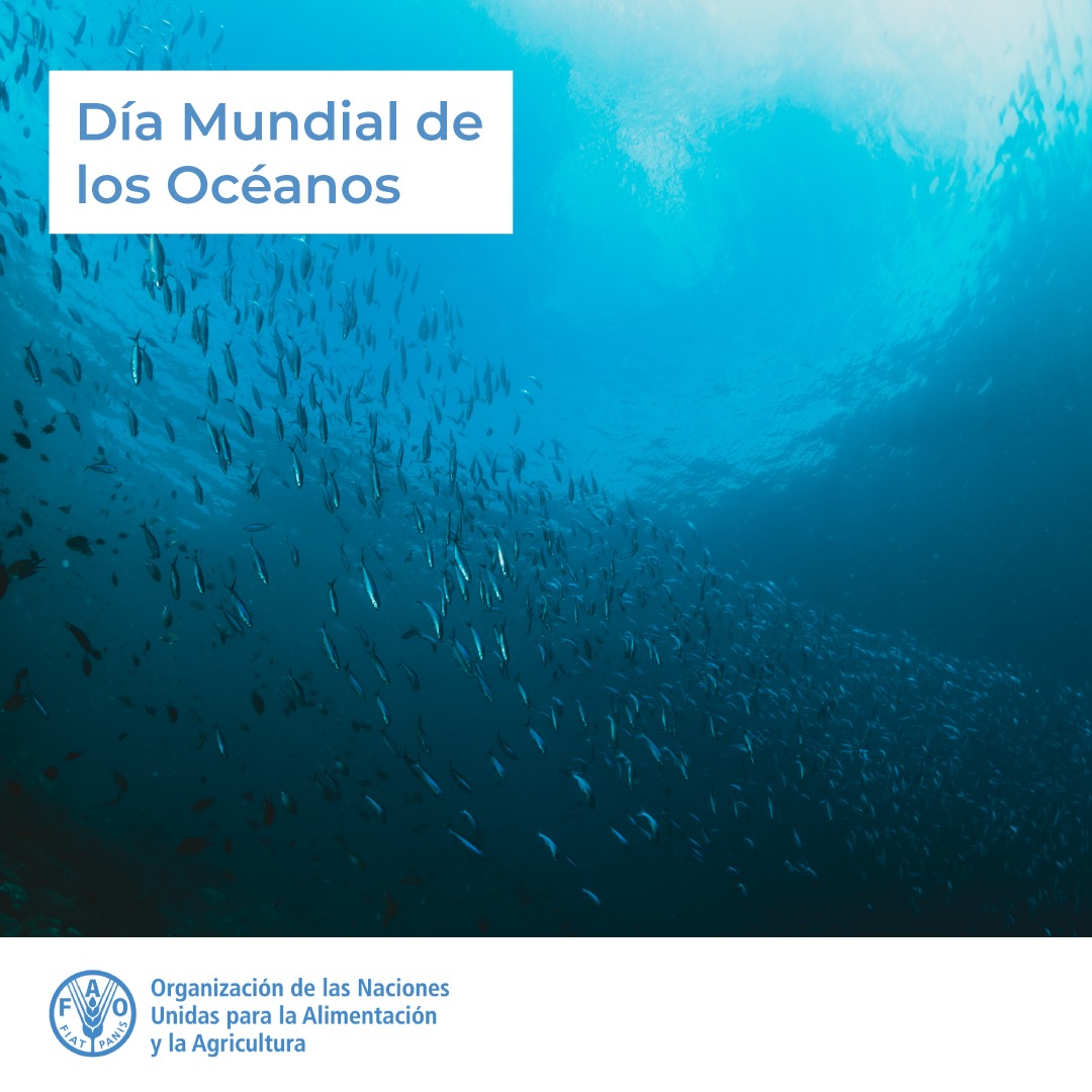 FAOPERU's tweet photo. 📌El océano cubre más del 70% del planeta. 🌎
Es nuestra fuente de vida y sustento de la humanidad y de todos los demás organismos de la tierra. 🐟
Sin embargo, a pesar de todos sus beneficios, necesita más apoyo que nunca. 🙋🙋‍♀️

Descubre: 👉https://t.co/yqk8M6thqM https://t.co/WOtNkBlS2p