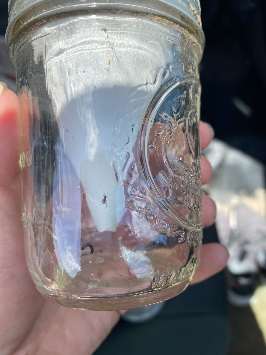 Justin McMechan (@justinmcmechan) on Twitter photo #soybeangallmidge emerged on June 7th near Davey, NE. No emergence yet in IA, SD, or MN. #Soybean prior to V2 stage is not susceptible. See soybeangallmidge.org for checklist and mgmt considerations before taking any action. <a href="/NESoybeanBoard/">Nebraska Soybean Board</a>, <a href="/UNL_CropWatch/">Nebraska CropWatch</a> Photo: <a href="/NatashaUmezu/">Natasha Umezu</a> #soybeangallmidge emerged on June 7th near Davey, NE. No emergence yet in IA, SD, or MN. #Soybean prior to V2 stage is not susceptible. See soybeangallmidge.org for checklist and mgmt considerations before taking any action. <a href="/NESoybeanBoard/">Nebraska Soybean Board</a>, <a href="/UNL_CropWatch/">Nebraska CropWatch</a> Photo: <a href="/NatashaUmezu/">Natasha Umezu</a>