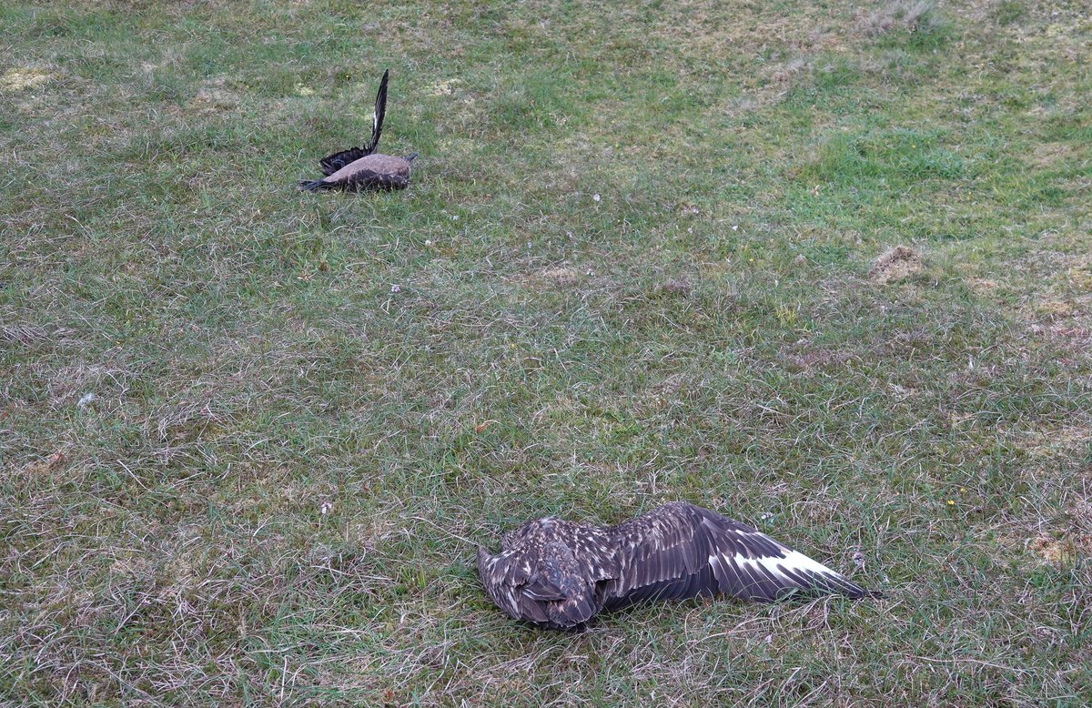 StKildaNTS's tweet photo. We completed the Great Skua census today on #StKilda and the impact of the current #AvianInfluenza outbreak is clear: 66 territories represents a 64% decline since 2019. 106 dead so far this season, with half of them found in the last week. Worrying times ahead for our Bonxies. https://t.co/B9l5un7nIj