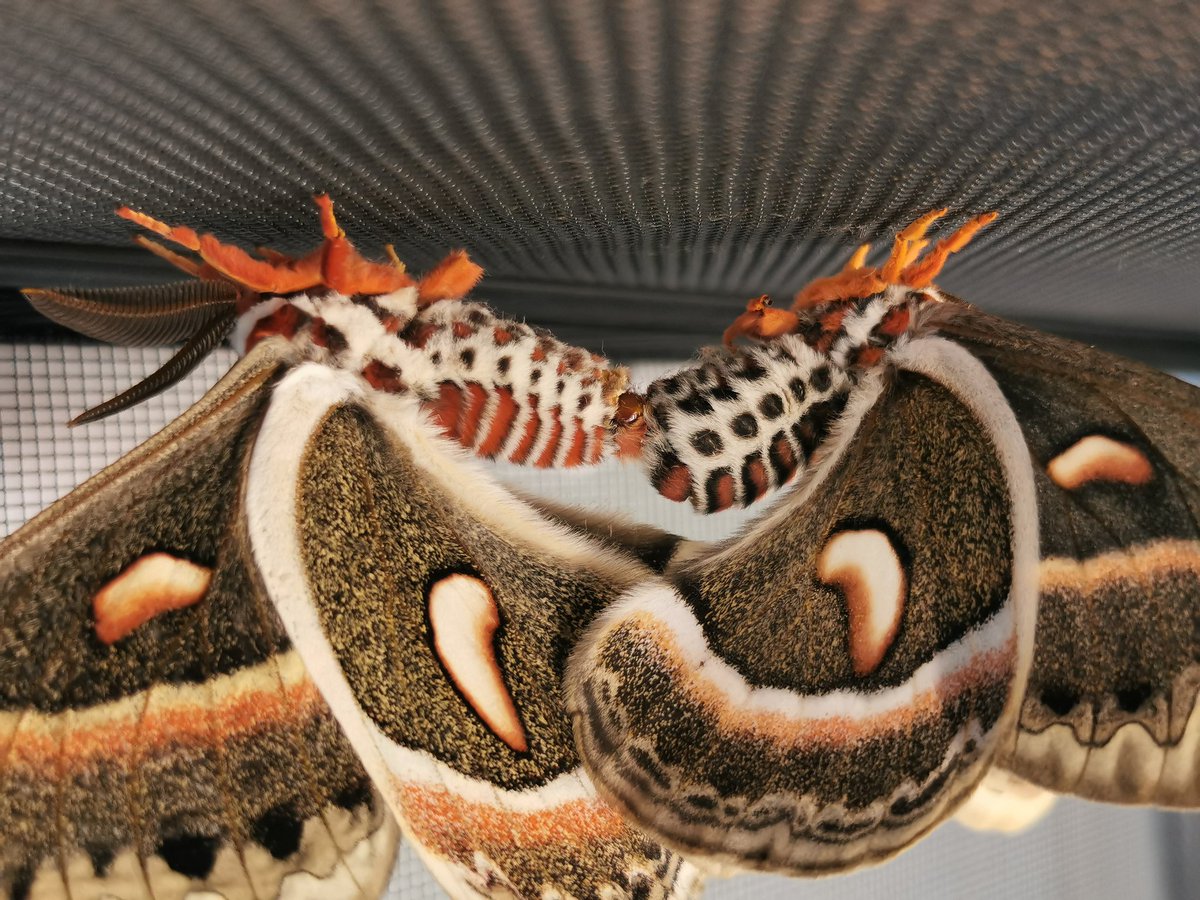 KayBeWx's tweet photo. It's been an amazing experience watching these darlings go through their life cycle, the only stage I missed were the eggs, hoping to change that this year as some are mating! My favourite moth! #insectappreciationday insects are amazing!!!! #cecropiamoth #moth https://t.co/ujSI1Wk5I4