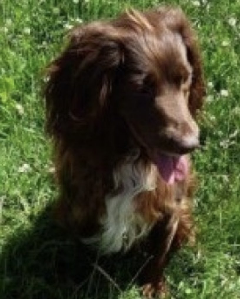 rosieDoc2's tweet photo. #SpanielHour
ALL MISSING #NorthEast 🇬🇧
HOLLY #Sprocker 4/6/22 #NE3
https://t.co/bOAkA36ewF
JAX #Cocker 6/5/22 #HD3
https://t.co/tYNoFkcdo5
BEA #Cocker 7/2/22 #YO23
https://t.co/0ZQQaN77nE
NORA #Cocker 2/11/20 #NE61
https://t.co/5JIdvl9PM2
ALL VERY MUCH MISSED & LOVED 😞 https://t.co/8YgWw8Qc02