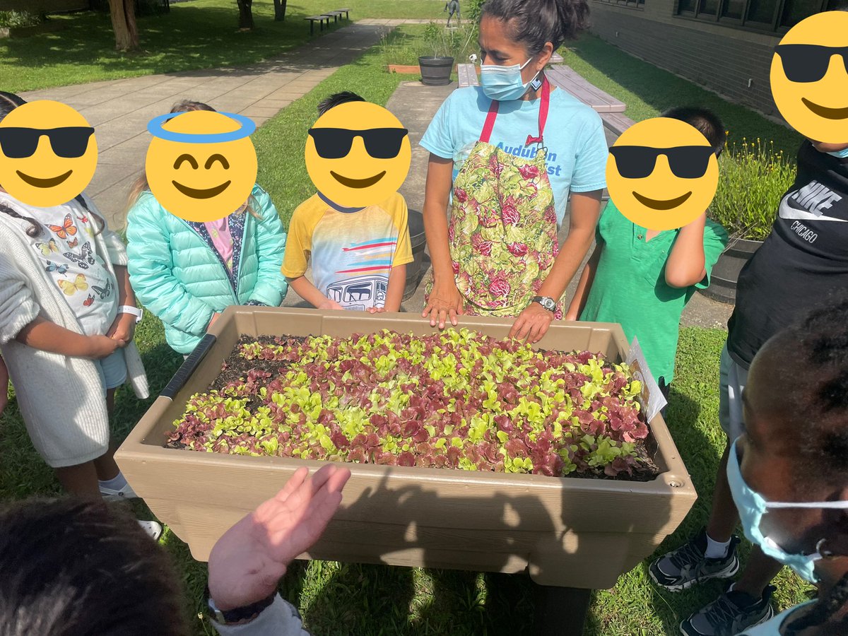 FinestEducator's tweet photo. It’s time to enjoy the veggies of our labor! Grade 2 salad party starting now! 🥗 https://t.co/UARXJMIE5l