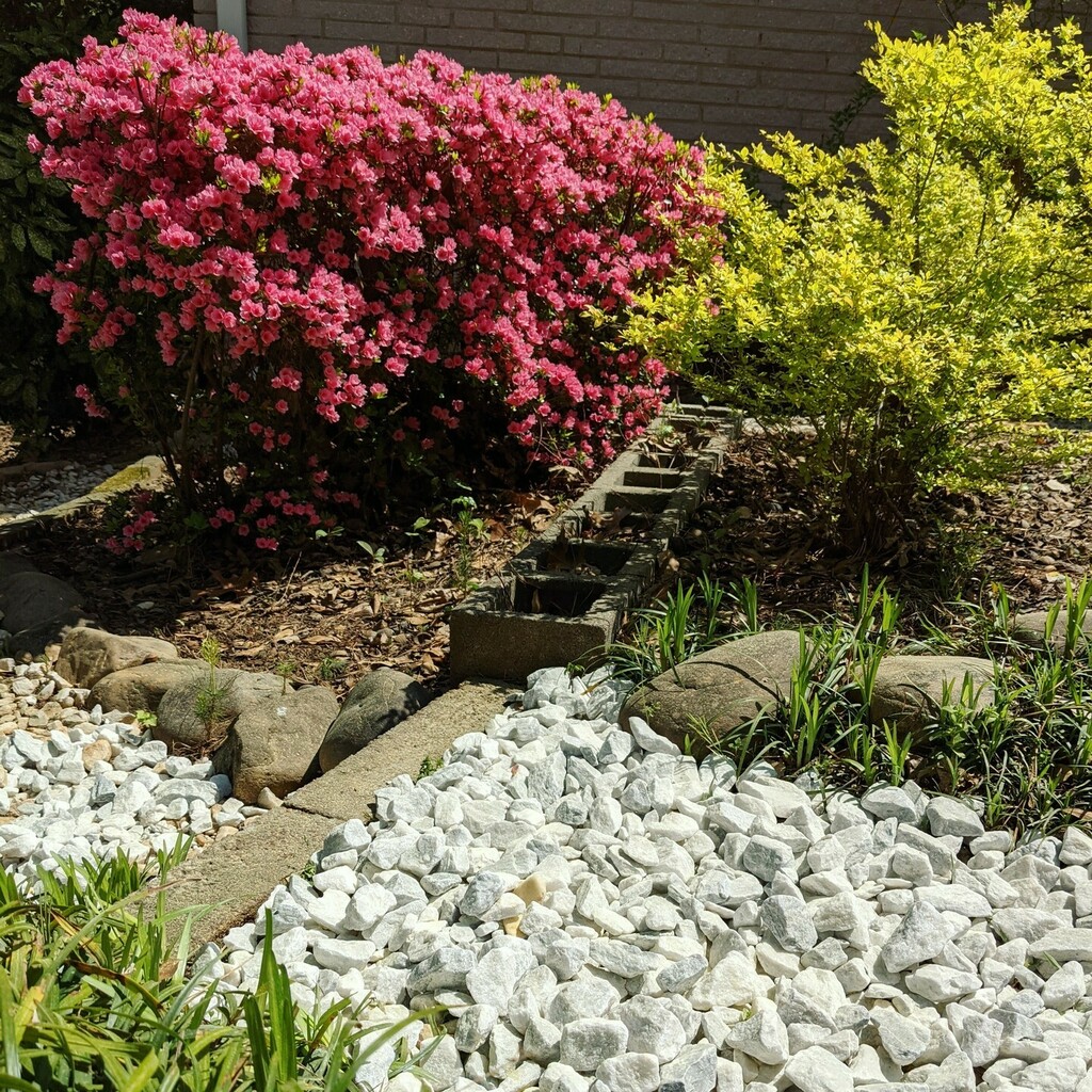 M_C_Mahalo's tweet photo. #azaleas #azalea #garden #summervibes #summer #plants #gardenview#azaleas #azalea #garden #summervibes #summer #plants #gardenview https://t.co/PiTyRGcxeI