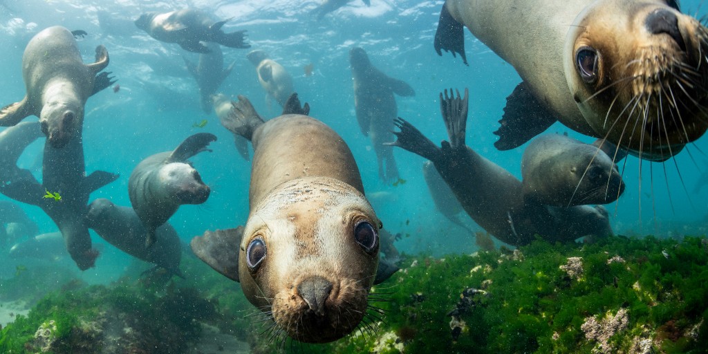 Oceana tweet media