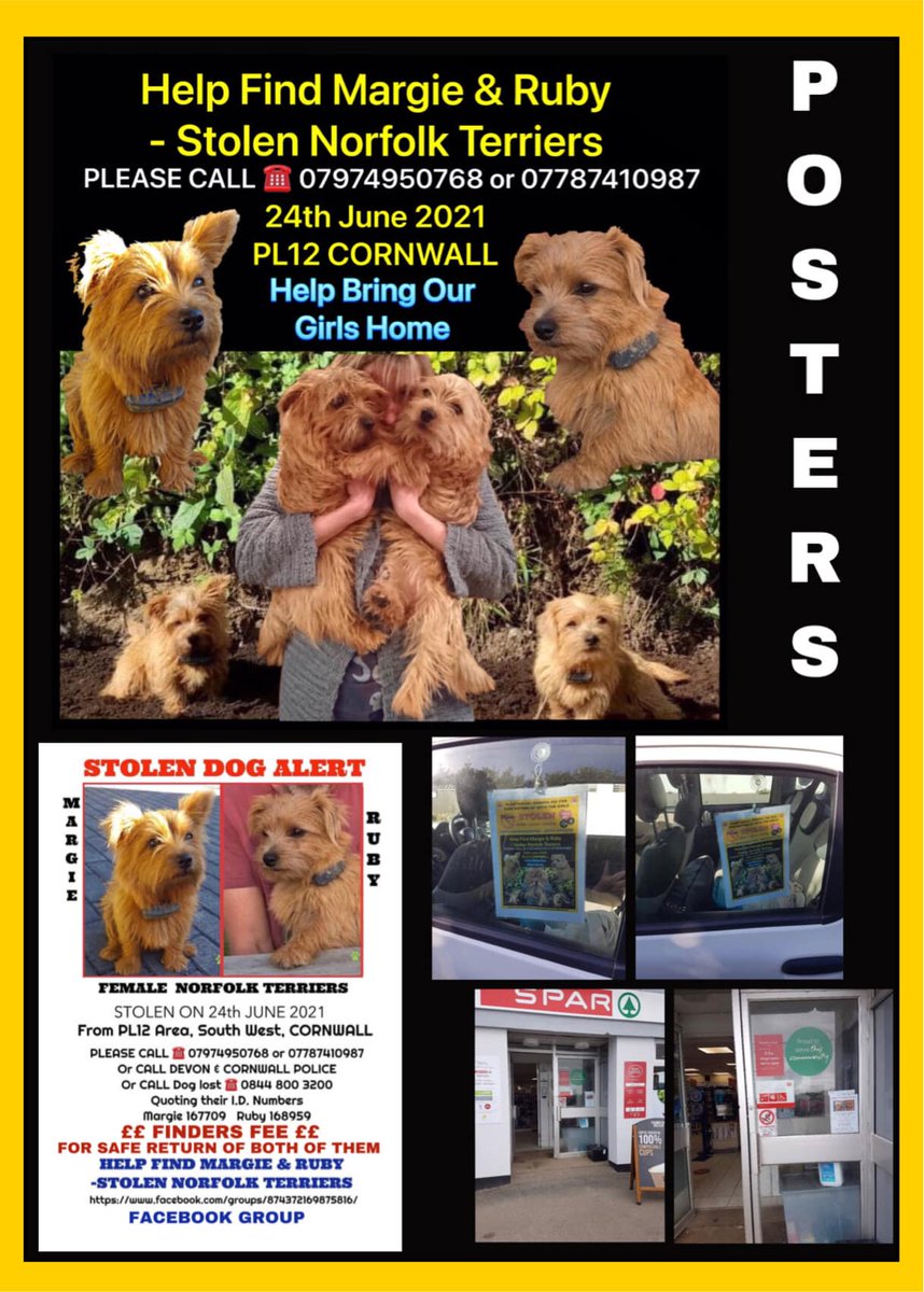 FindMargieruby's tweet photo. Some lovely people have been putting #StolenMargieandRuby's posters in their 
CAR WINDOWS - So the girls Go With Them Everywhere ❤️❤️💔
#Cornwall #dogsoftwitter #dogs #Terrier #Norfolkterrier https://t.co/3B4FGH6P18