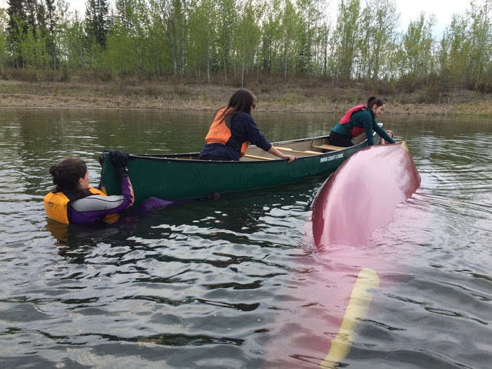 nwtrpa's tweet image. The NWTRPA offers @PaddleCanada canoe and kayak certifications &amp;amp; program mentorship to people who lead or support land-based programs. 🛶

Learn more: tinyurl.com/v56mnymx
#NWT #NWTRPA #JRPM #OnTheLand