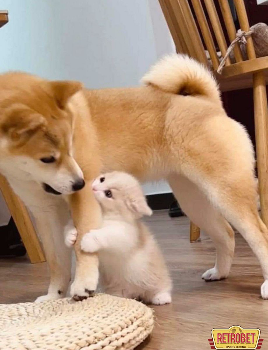 Küçük yaramazlıklar :)
#animals
#hayvanlar
#Twitter #animalsofukraine