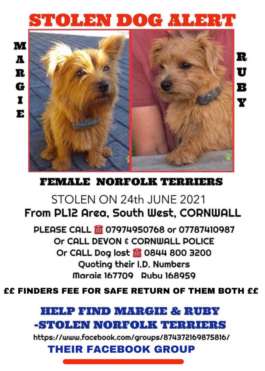 Some lovely people have been putting #StolenMargieandRuby's posters in their 
CAR WINDOWS - So the girls Go With Them Everywhere ❤️❤️💔
#Cornwall #dogsoftwitter #dogs #Terrier #Norfolkterrier