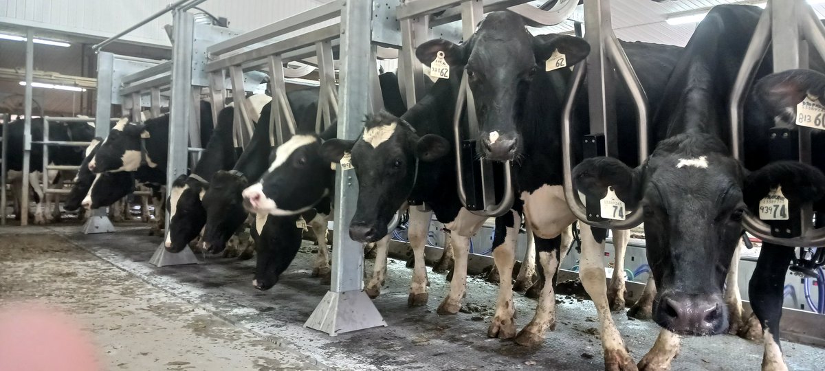 brandonmac1994's tweet photo. @NorwellDairy @DeLavalCanada Going good! https://t.co/kR5m5yysmc