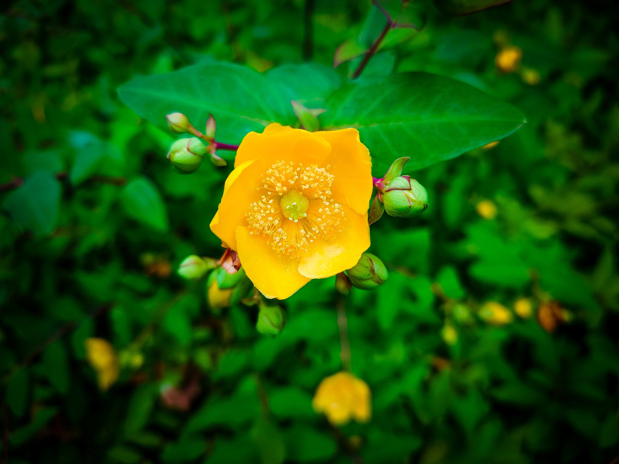 空からぽてと 好きなこと 好きな人 大切にしたいこだわり 胸を張って口にすることで 未来を照らすんだろうなあ 秘密 Super Beaver 弟切草 花言葉 秘密 スナップ写真 キリトリ世界 写真好きな人と繋がりたい ファインダー越しの私の世界 Xperia